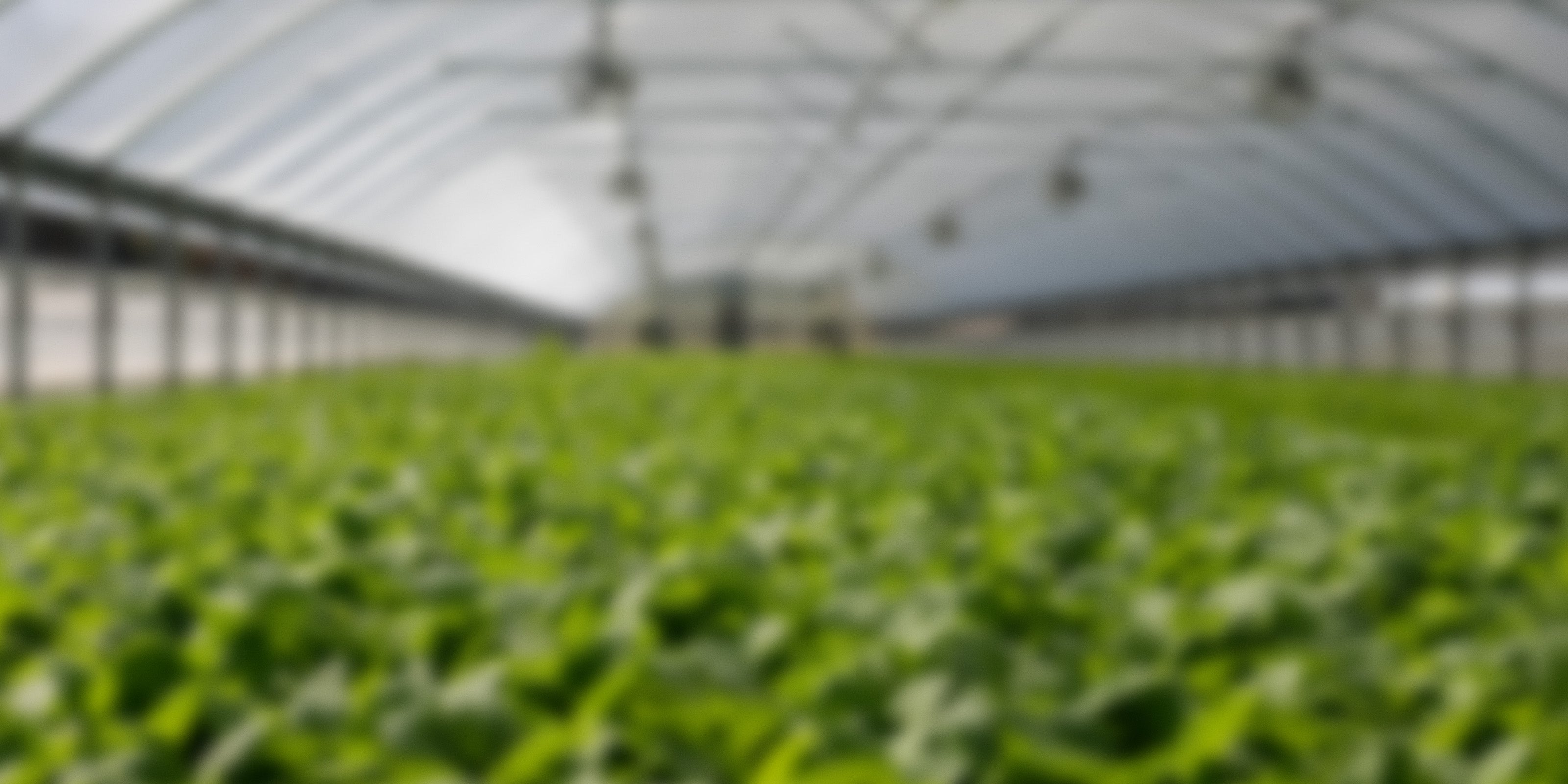 Green plants in a greenhouse with a blurred background