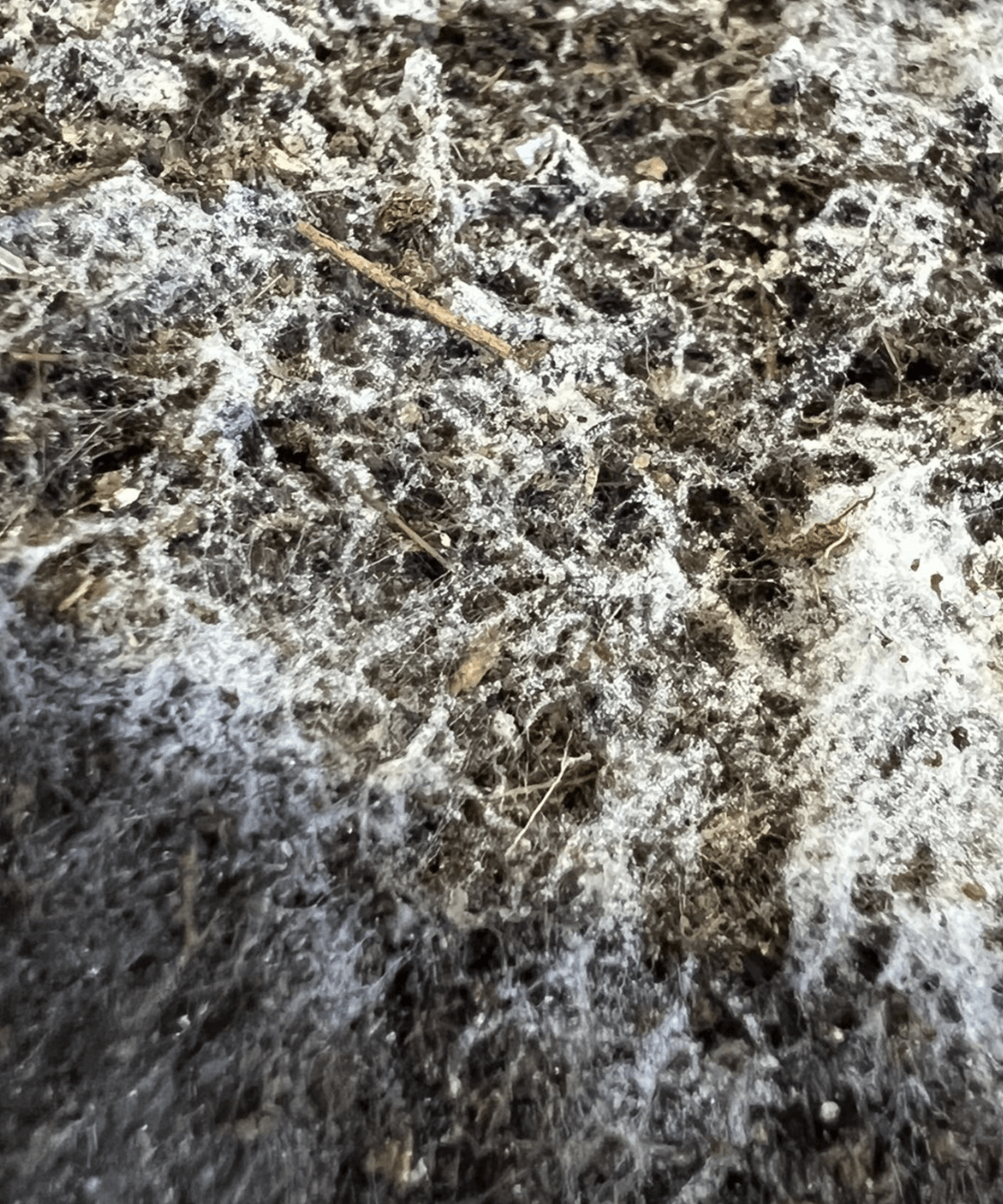 Close-up of microbially charged GRO-DIRT.