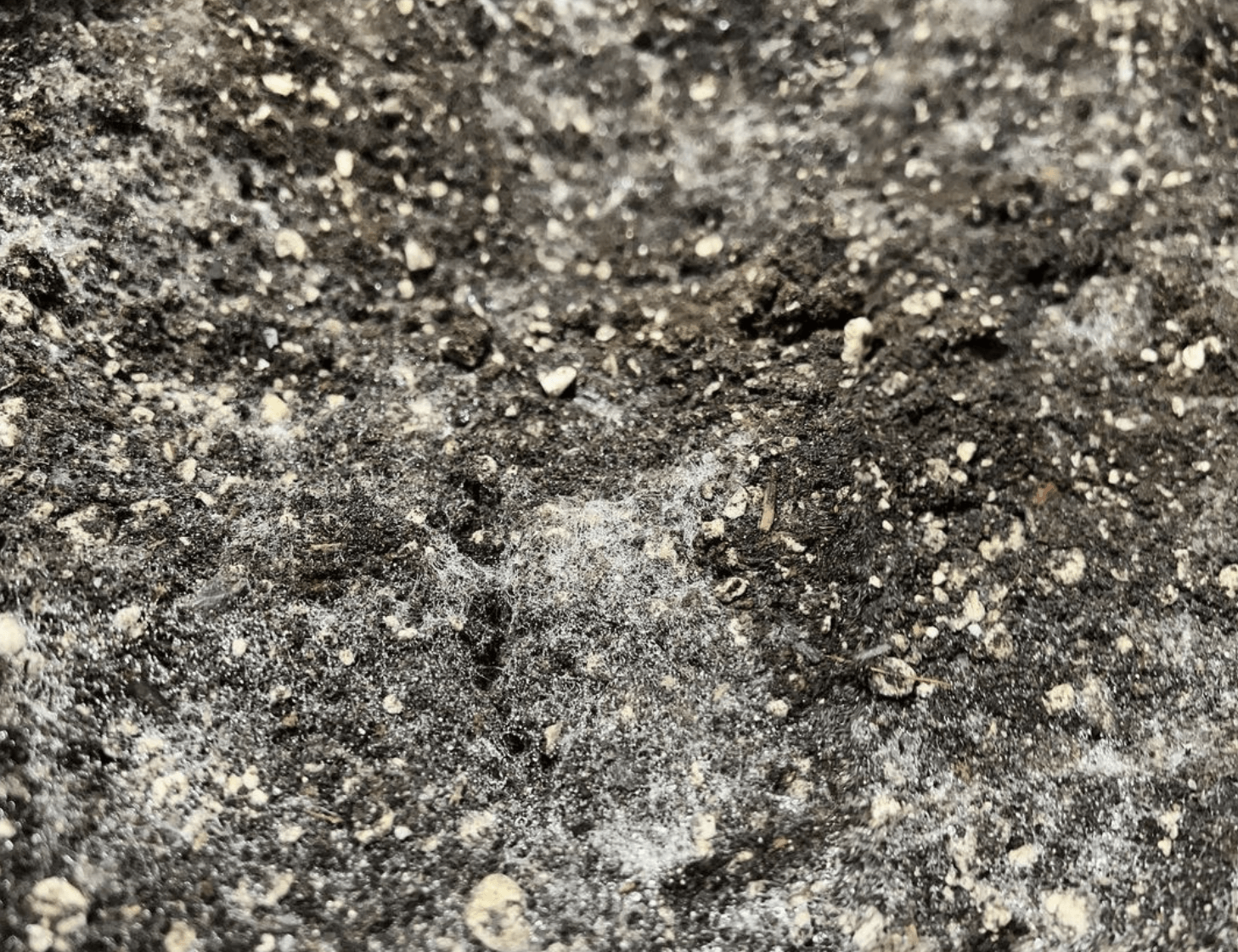 Close-up of microbially charged GRO-DIRT.