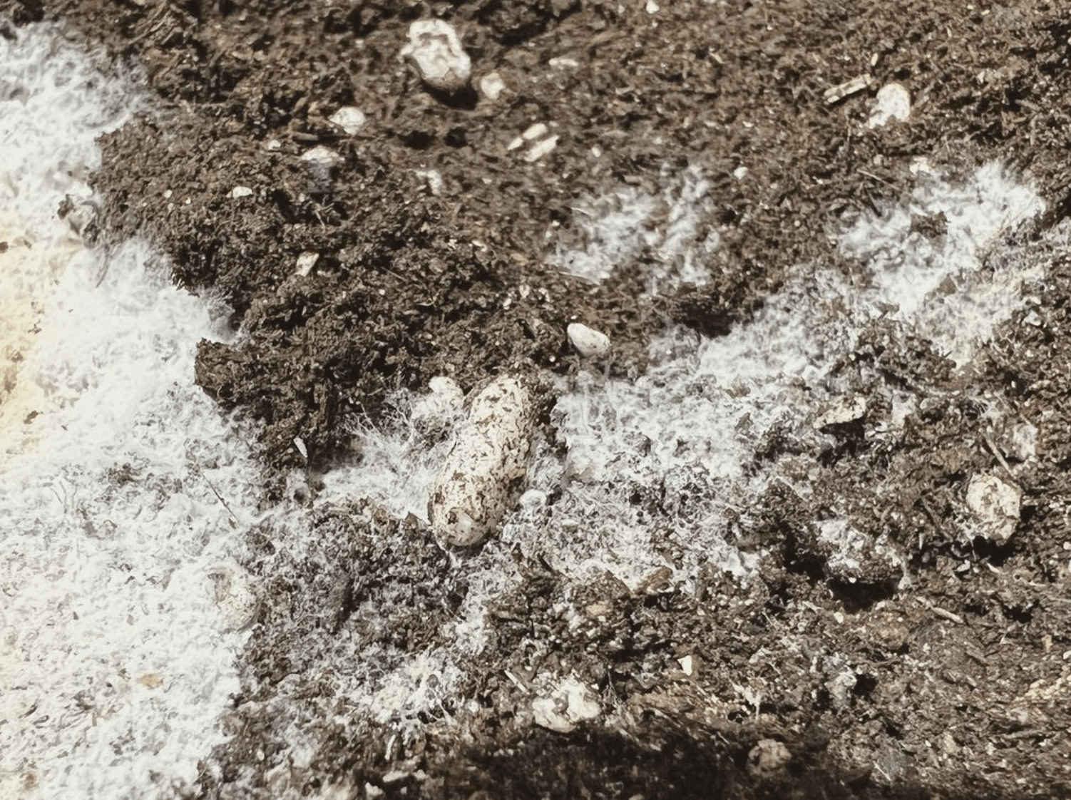 Close-up of microbially charged GRO-DIRT.